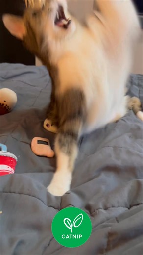 I love my flying catnip toys. #catsoncatnip | Patrick The Frostbite Cat