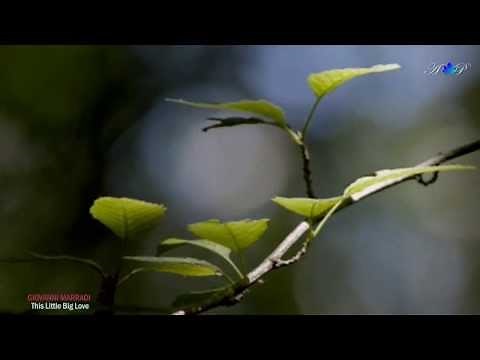 GIOVANNI MARRADI - This Little Big Love