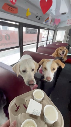 Our dogs of the week are siblings Hudson and Kona!🥳 These guys come multiple times a week to play and are always having a good time playing with friends and entertaining us on the bus😁 Everyone congratulate them💗🐶 | ruffandpuffyyc