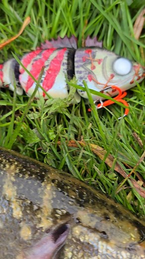 #alien_predator_lures #fishing #lure #lurefishing #predatorfishing #perch #pike #perchfishing #pikefishing #custom #lures #riverfishing #fishinglure #handmade #paint #wood #water #river #handcrafted #luremaking #lurebuilding #handmadelures | Bruce Dobbo