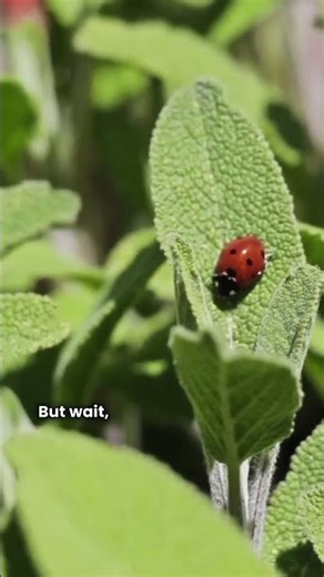 Facts you didn't know about LADYBUGS!🐞