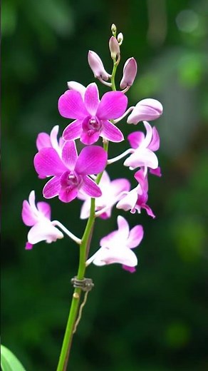 Orchid in Bloom🌸 | Timelapse of Nature’s Beauty Orchid #flowers #nature #shortvideo #relaxingmusic