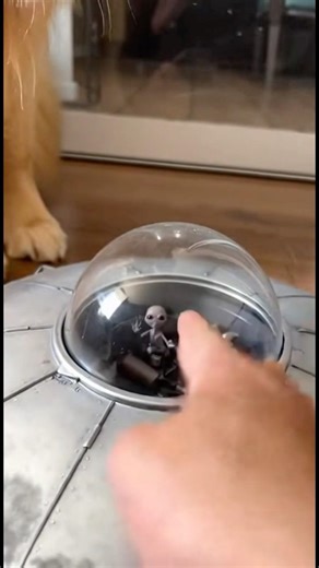 This golden retriever just started an intergalactic incident #dogs #funny #crazy