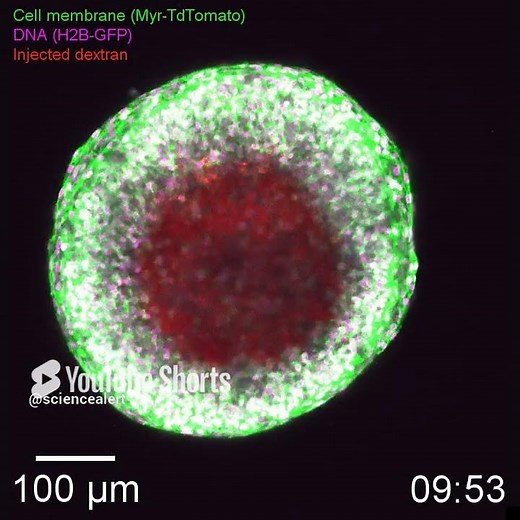 Scientist have captured the moment a follicle ovulates