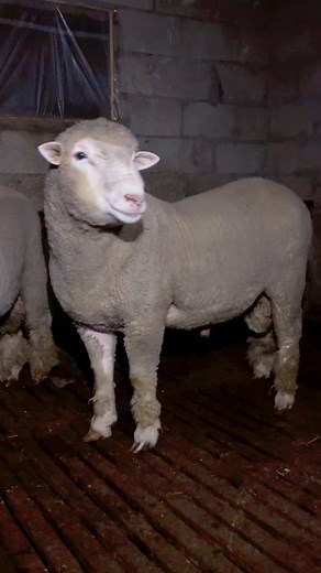 137K views · 2.2K reactions | Friends❤️❤️❤️ | Brothers Sheep Farm | Facebook