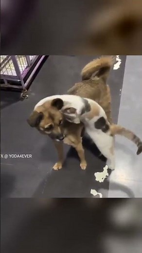 Cat Hugs Dog! 🥺 Unlikely Best Friends 🥰
