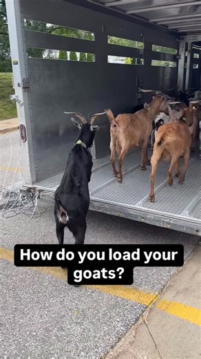 Iowa Kiko Goats on Instagram: "It works best if one person breaks off a branch and walks onto the trailer. The goats follow the leader on and the pusher closes the door. Pretty simple."