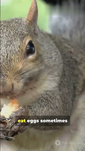 Do Squirrels Really Eat Bird Eggs? #squirrelfacts #cuteanimals #squirrels #wildlife #animals #nature