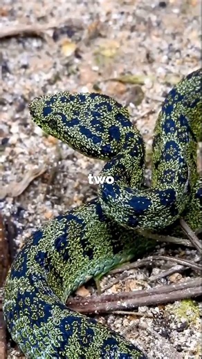 The Top 5 Most Colorful Vipers 😳#viper#snake#reptiles#wildlife#animalfacts