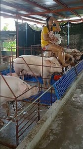 Big Profits in Pig Farming? Full Truth Revealed #PigBusiness #PigFarming #FarmLife