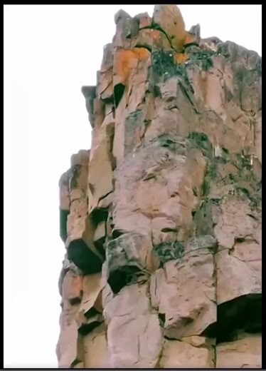 Barnacle geese are one of the best examples of how hostile nature can be. The goslings are not fed by the adults: intead, the day after hatching, they jump for more than 100 meters to reach their food. Source: NatGeoWILD | The Mushroom Healer | Facebook