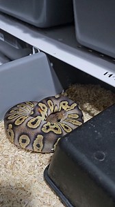 🤣🤣🤣 #royalpythons #ballpythonlove #beardeddragon #reptilebreeder #snek #morph #petsnake #herpetology #animal #morphs #morph #snakelove #reptilelove #livingart #ballpythonofinstagram #snakelovers #reptilesofinsta #serpent #ballpythonsnake #nature #ballpythonlover #babyballpython #ballpythonmorphsofinstagram | Xclusive ball pythons