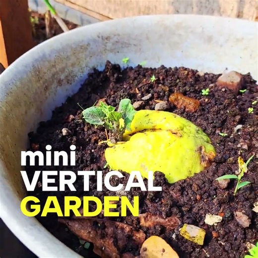 I Built a MINI Vertical Garden with Various VEGETABLES in My Backyard