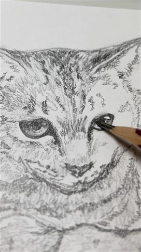 キジトラ猫 お絵描きチャレンジ【鉛筆デッサン】 #イラストメイキング #pencildrawing #drawing #art