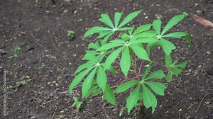 Cassava plants on the ground. Cassava leaves move slowly in the wind