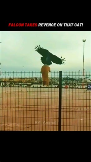 Cat Catch Birds Easy… Until Falcon Strikes Back! #trending #animals #wildlife #shorts #falcon