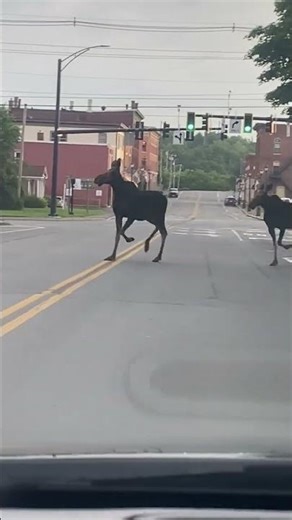 Moose tour Houlton, Maine in The County #VisitAroostook