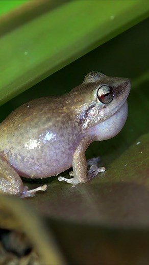 Saranghae Jazzmin on TikTok