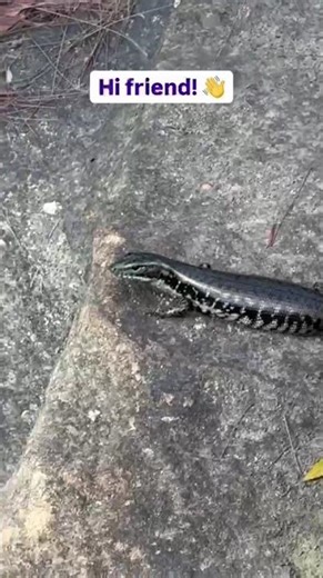 Come along with me on Loftus Creek Fire Trail