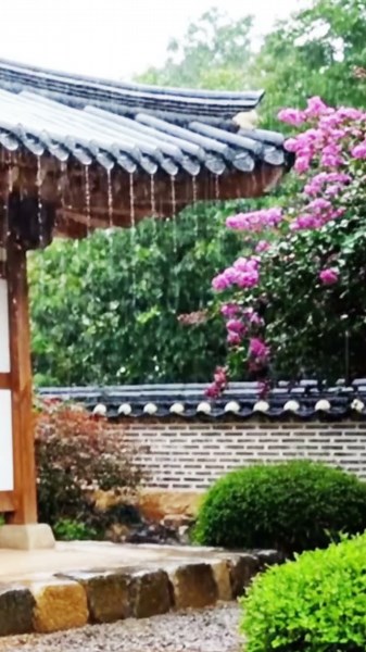 ☂️배롱꽃 핀 한옥에 쏟아지는 불면증 해소 힐링 빗소리 ASMR #shorts💦 😴💖 🌧️🎵🌿 #rain