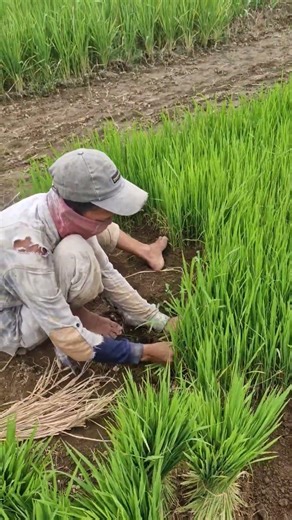 Harvest rice seeds with super abundant results-Agriculture farming #shorts