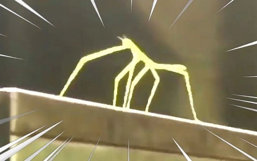 【科普】外网新梗stick bug(竹节虫)是什么玩意