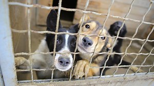 Kent Co. Animal Shelter hosting special adoption event because of influx of dogs, cats