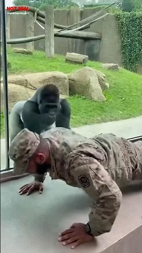 This Gorilla Just HUMBLED a Soldier 🤣