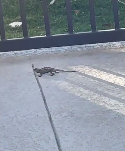 Lizard doing push-ups