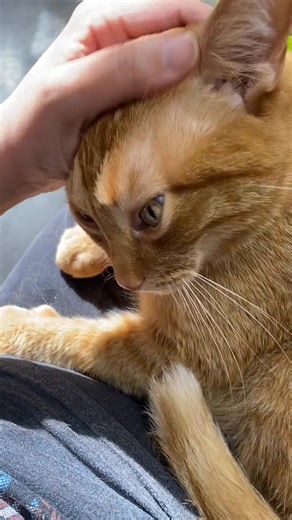 Swaggering SEBASTIAN is still looking for his match! Let’s get this big boy hooked up with his forever family! Application in the comments below. | Adopt at Collierville Animal Shelter