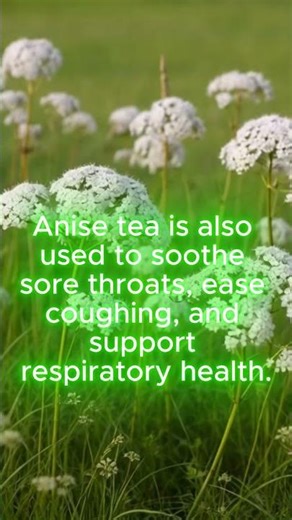 How Anise Is Used. #traditionalmedicine #anise