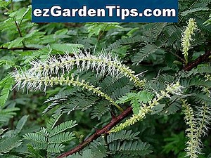 Mimosa Hostilis Habitat 🌱 Savjeti Vrtlari - Hr.ezGardenTips.com