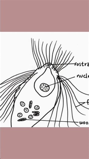 #euglena Euglenoids part 2 #biology