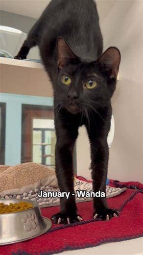 Happy Black Cat Day! 🖤 | Peggy Adams Animal Rescue League