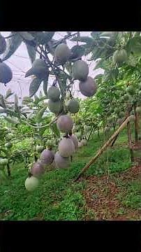 PASSION FRUIT FARMING