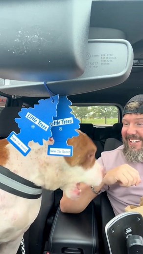 37K views · 2.3K reactions | Mojo is located at the Wayne County Dog Shelter in Wooster Ohio. Wayne County Dog Shelter and Adoption Center | Joe Kay | Facebook