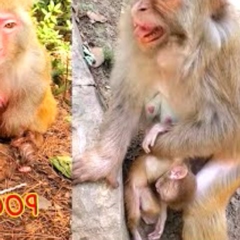 Baby monkey died because of being too sick, mother monkey painfully called baby monkey #monkeys #MonkeyLife #babymonkey #amazing #facebook #videovirales #animals | Monkeys Premature