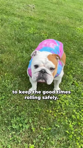 Worried about your dog overheating?☀️🐶 Our new Chilltech Cooling Vest reduces your dog’s body temperature by using evaporation - all you have to do wet in water, wring it out, and put it on your pup. Reduce your dog's body temperature on hot summer walks to keep them comfortable and cool. * Apply cold water for cooling effects * Put in freezer for added cooling effects * Easy On/Off slip-on side buckle design | Spark Paws