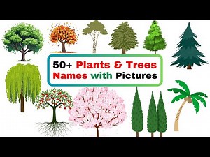 50 Trees Name in English | All Plants Name in English | List of Trees Names