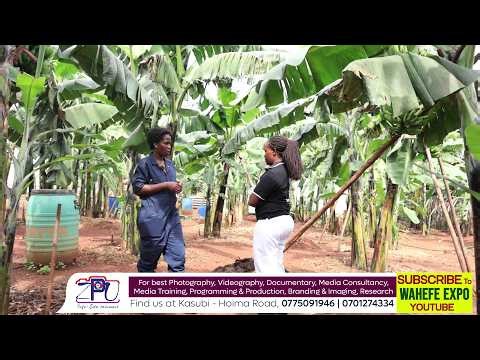 Turn Pig Waste into Farm Gold Boost Banana Growth Improve Soil Fertility, & Increase Harvest Profits