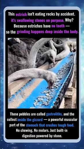 Why Ostriches Eat Stones 😱 The Surprising Reason They Swallow Rocks!
