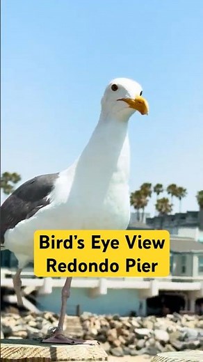 Redondo Beach Pier - Take Flight 🕊️