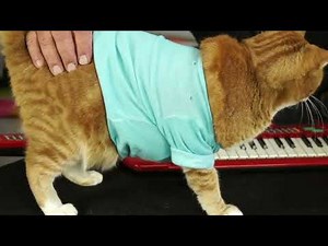 Keyboard Cat Bento Snax