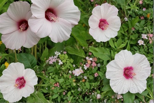 Rose Mallow 20 Seeds – Hibiscus Militaris - Etsy