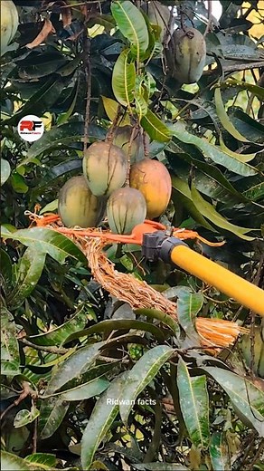 This is How to identify a fully ripe mango?