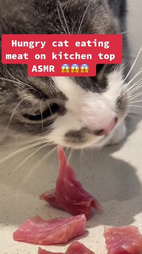 Relaxing ASMR Video: Hungry Cat Eating Meat on Kitchen Top