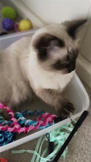 Princess Cleo ( Ragdoll Chocolate Point) loves her favourite container 😂