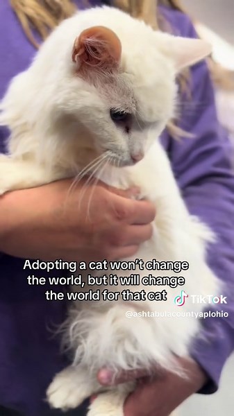 The second chance they all deserve🩵 #animalshelter #ashtabulacountyanimalprotectiveleague #catrescue #rescuecat #adoptablecat #catadoption #catshelter #sheltercat #longhairedcat #whitecat #whitelonghairedcat #whitelonghairedkitty #secondchance
