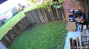 3K views · 27 reactions | This backyard surveillance footage captured...