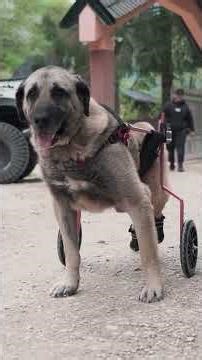 Er war eine ganz besondere Seele...🥺🫶 #savethedogsbih #achilles